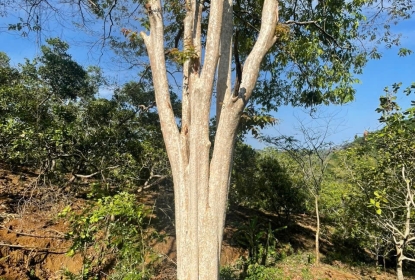 tong-hop-cac-loai-cay-bong-mat-dep-phu-hop-moi-khong-gian