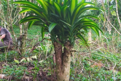 thiet-moc-lan-phat-tai