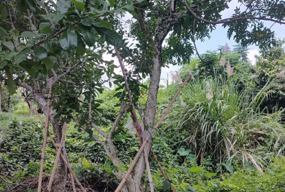 cay-dao-tien