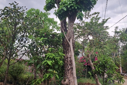 loc-vung