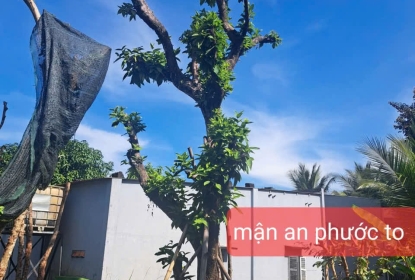 man-an-phuoc