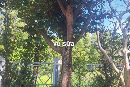 vu-sua-dai