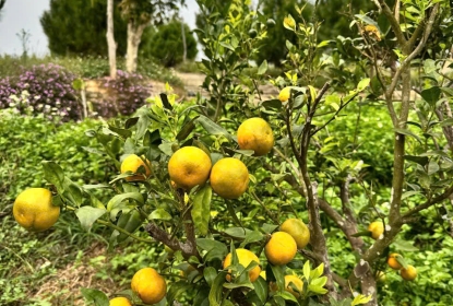 cay-an-trai-lam-dong-giai-phap-xanh-nha-ngot-qua-cung-tung-cay-xanh