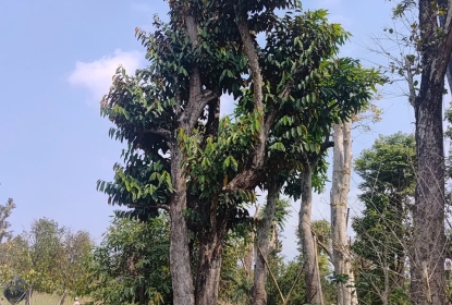 cay-an-trai-bong-mat-giai-phap-xanh-cho-san-vuon-va-cong-trinh