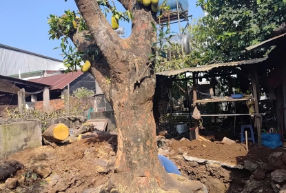 thi-cong-canh-quan-bao-loc-lam-dong-cay-an-trai-bong-mat-tung-cay-xanh