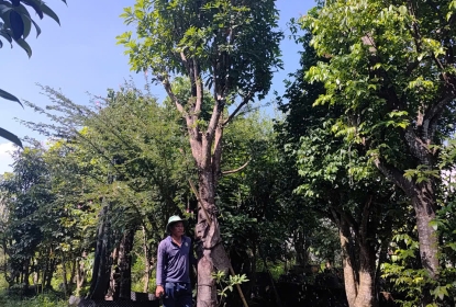 thiet-ke-canh-quan-bao-loc-lam-dong-cay-an-trai-bong-mat-tung-cay-xanh